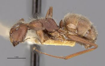Media type: image;   Entomology 22952 Aspect: habitus lateral view